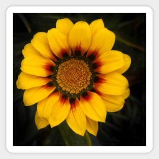 Gazania Sticker